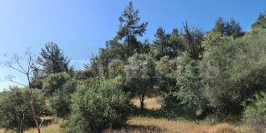 Agricultural land with olives trees